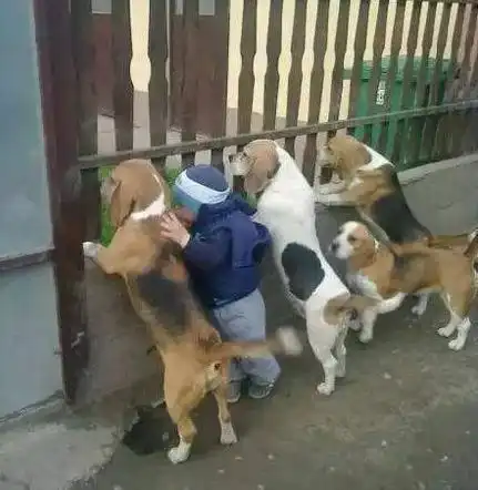 搞笑gif段子作为一只豹子,你不觉得丢豹吗
