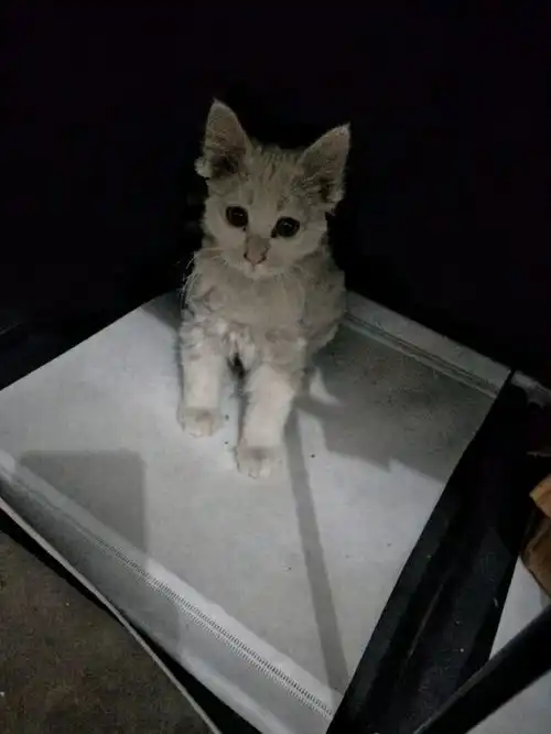 猫咪掉毛带去宠物店理发,结果它蓝瘦反应让人笑翻
