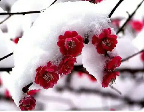 白景添咏傲雪寒梅外三首
