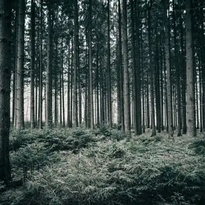 清新唯美头像,森林里笔直生长的树木
