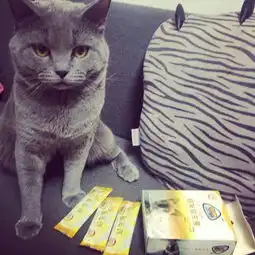 喵趣闻猫咪拉稀在床上怎么办
