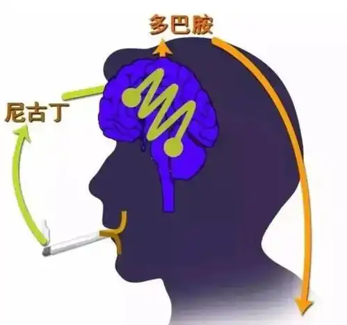 中科院已发表颠覆性研究尼古丁可延缓衰老吸烟或是长寿密码
