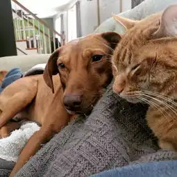 为治愈患有焦虑症的狗狗,大橘猫每天温柔守候
