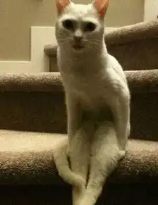 出大事儿了我家猫坐在床上,像个人一样看着我

