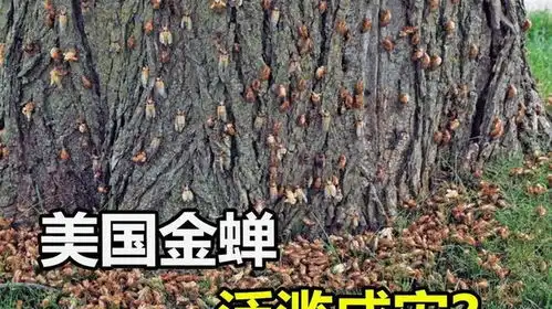 美国知了猴泛滥成灾,成千上万宛若僵尸,靠吃能解决吗
