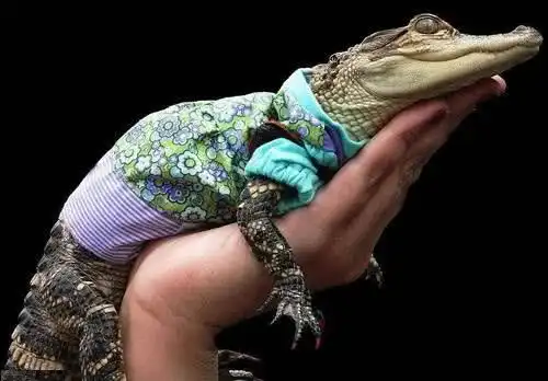女子把鳄鱼当儿子养,天天放在手上把玩,难道真不怕被咬伤吗
