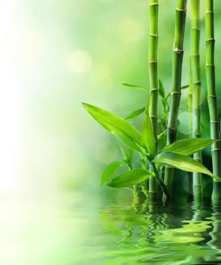 中老年头像大全竹报平安,绿色竹林竹子微信头像

