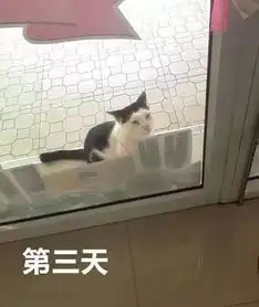 有只喵喵每天都来侦察敌情始终不露面到了第4天老板终于受不了
