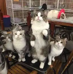 想不到吧这几家猫咖深得朕心竟然是成都萌妹最多的地方
