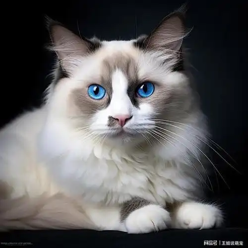 布偶猫吃什么养一只布偶猫的完美饲养指南
