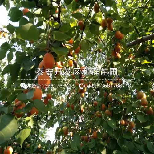 葫芦枣苗图片葫芦枣苗什么品种好