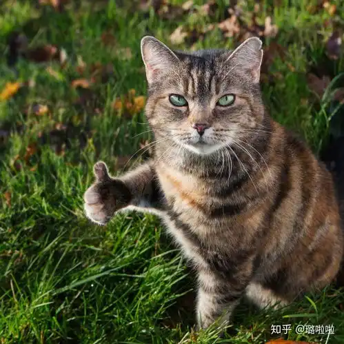 去方特梦幻王国,有什么是绝对不能错过的
