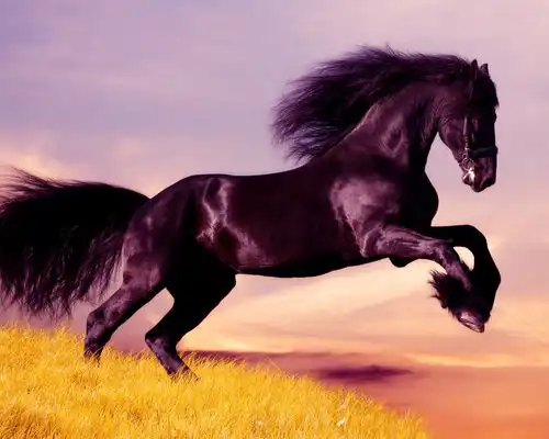 高清黑马霸气图片
