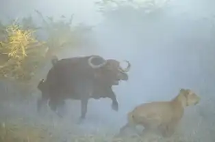 狮子以二敌众牛,终究难消众牛怒,被反攻后只得落荒而逃
