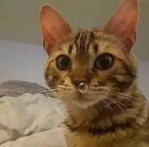 撒娇小猫咪表情包
