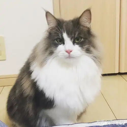 森林猫有什么特点,包括哪些优点哪些缺点
