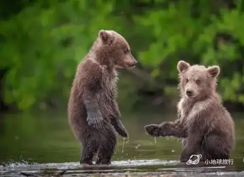 这是摄影师第二次遇到,那个带着四胞胎的熊妈妈了堪察加华人生活日记系列
