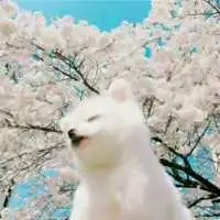 乖巧诙谐猫狗情头头像

