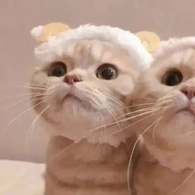 动物情头可爱猫咪情侣头像一对
