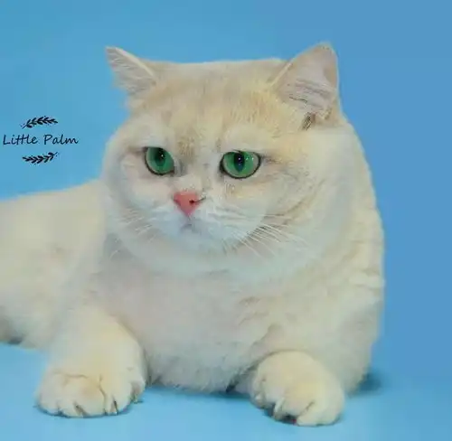 猫咪繁育手册,猫咪生育指南
