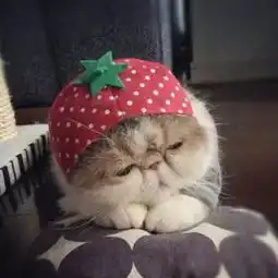 微信头像可爱猫咪微信头像
