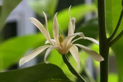 去过深圳湾的人看过么美的花么
