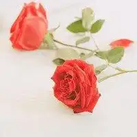 女人旺事业微信头像微信头像图片大全
