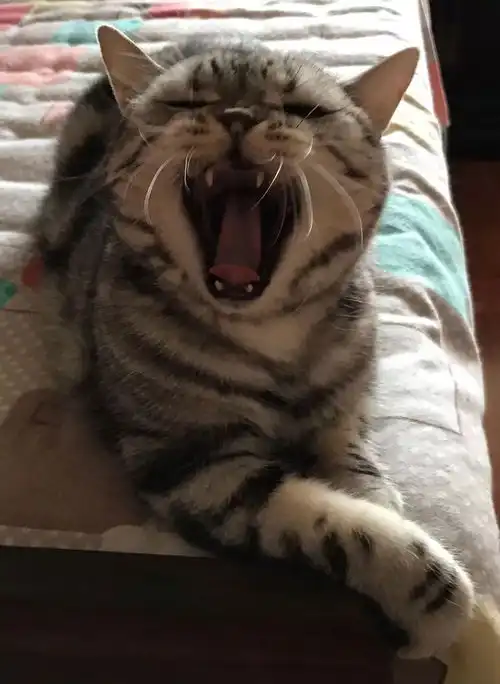 猫打哈欠会传染给人吗,我们征集了一组图...猫圈话题
