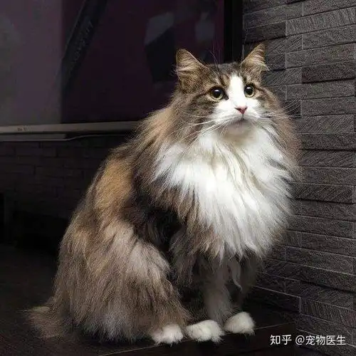 朋友的猫一直被关在阳台上,这样会对猫咪有什么影响吗
