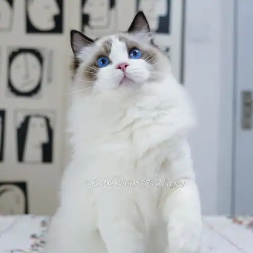 深蓝色眼睛的布偶猫小可爱可定啦,父母均可查五代族谱,均测布偶猫三项遗传病基因,不携带三项遗传病基因
