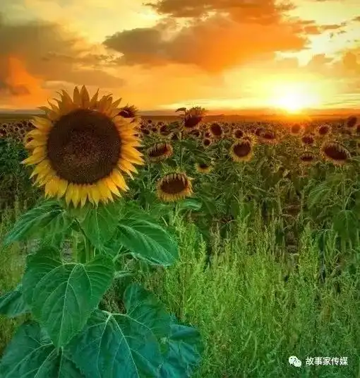 静候花开￤旧时光里的你,别来无恙
