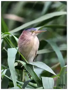 泉城济南大明湖黄苇鳽
