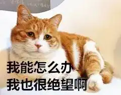 暖萌治愈橘猫大片喵星人上线,全家老小约起来
