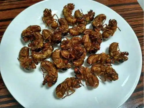 蝉的寿命究竟有多长是7天还是17年美国人恨透了它
