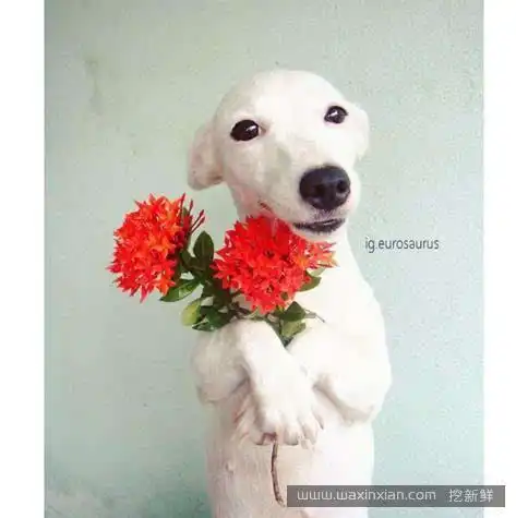 狗狗和花的完美融合,敢再萌一点吗
