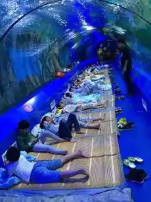 厉害了夜宿海底世界,与鲨鱼同眠这个地方即将被人潮攻陷
