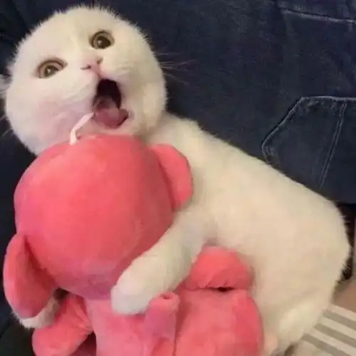 有哪些沙雕可爱的自动回复
