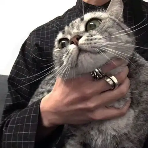被猫压在胸口睡觉是什么体验
