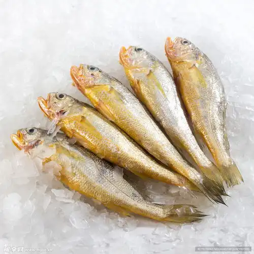 小黄鱼摄影图鱼类
