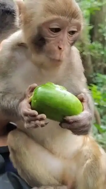 你们猜小猴子这是吃的什么
