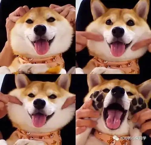 柴犬当代生活最适合饲养的狗子
