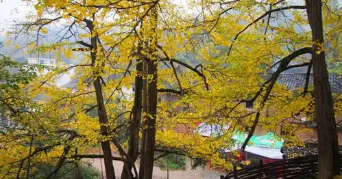 秋风落叶.醉在深秋12.02南雄赏坪田银杏自驾召集
