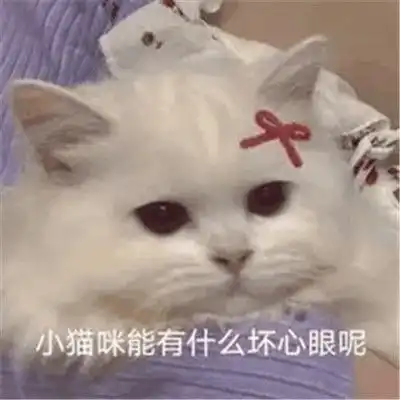 抖音超火小猫咪能有什么坏心眼表情包很有趣热门的表情包合集
