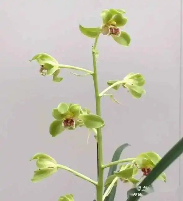 阳台养兰,兰花老不开花怎么办
