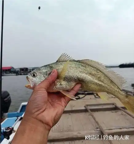 惊险刺激钓鱼人一箱黑雕黄花鱼满载而归
