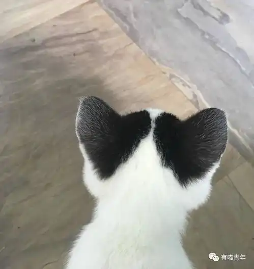 笑疯,这种花纹的猫还是第一次见
