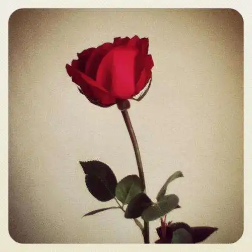 你是否愿意成为一朵带刺的玫瑰
