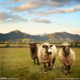 羊摄影,家禽家畜,动物羊下载,昵图网
