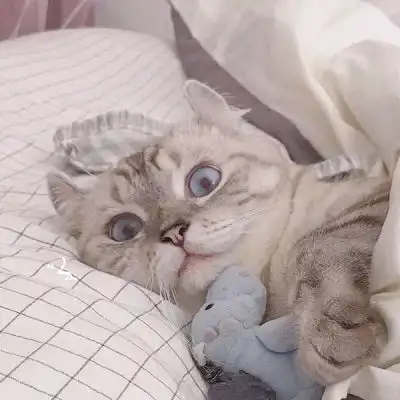 苏瓷可爱宠物头像猫咪可爱卡微信头像我要个性网
