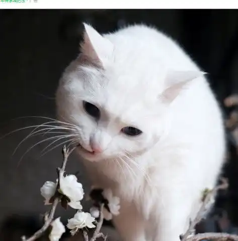 宝宝躺婴儿床上,猫咪很吃力又很小心地要跟宝宝握手,画面好有爱
